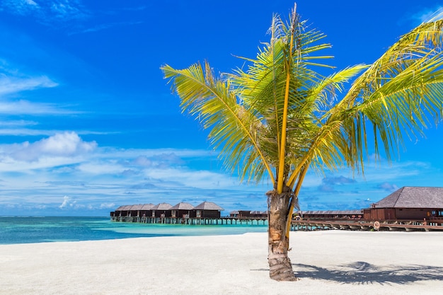 Palm tree at Tropical beach in the Maldives