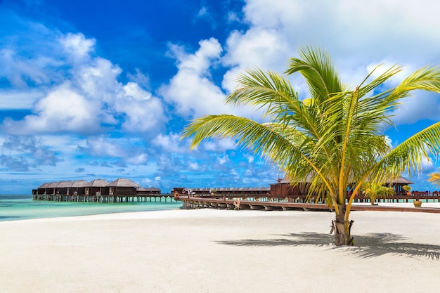 Palm tree at Tropical beach in the Maldives