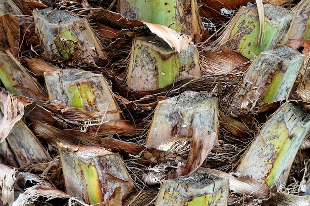 Palm tree trunk with cut leaves