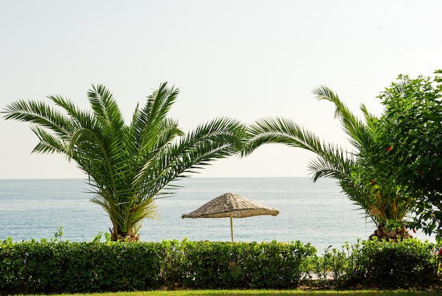 Palm tree umbrella and the sea