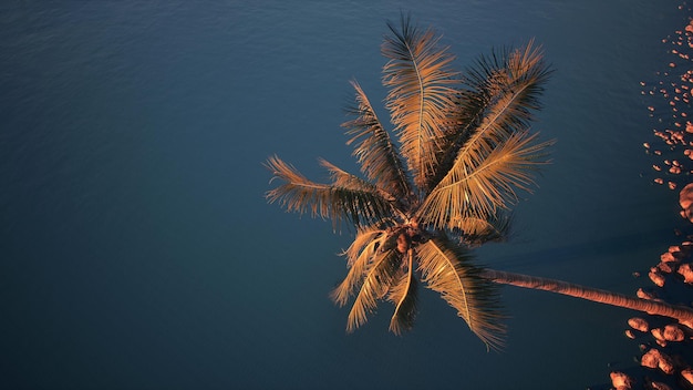 Palm tree in the water with the sun shining on it