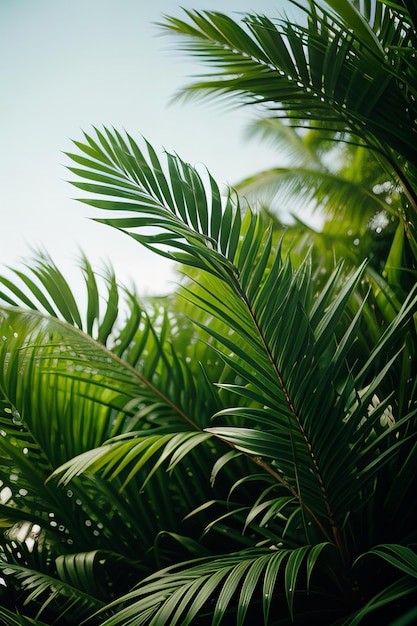 a palm tree with a blue sky in the background