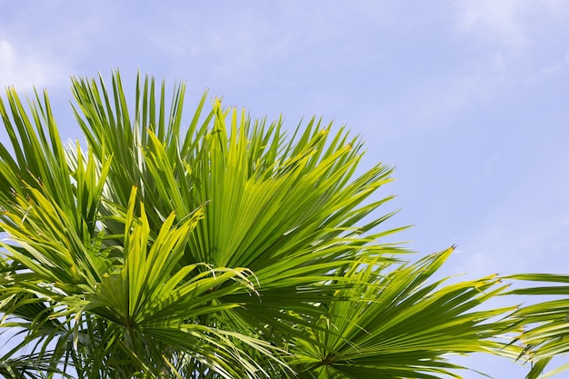 Palm tree with blue sky