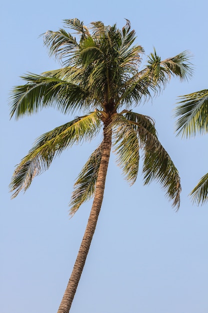 Palm tree with coconut