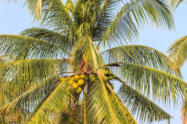 Palm tree with coconut