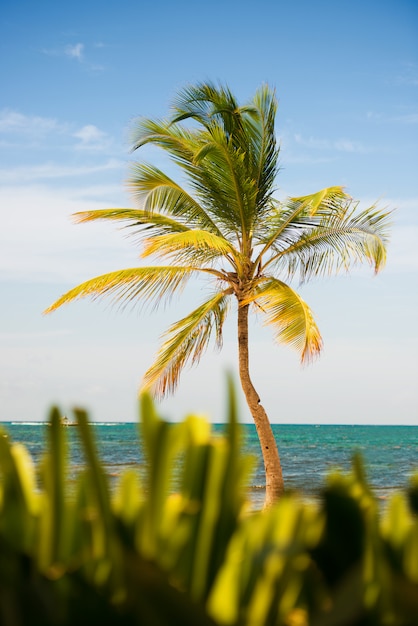 Palm tree with coconuts against the blue sky