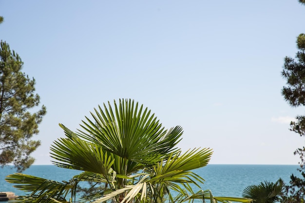 Palm tree with green branches and coconuts against cloudless blue sky in sunshine Sea view Tropical climate Copy space