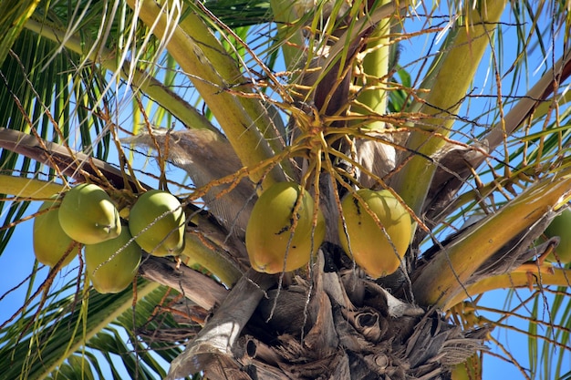 Palm Tree with Green Coconuts Growing on It