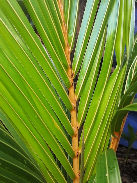 A palm tree with green leaves and the leaves are visible.