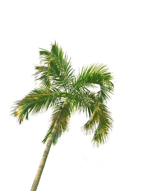 palm tree