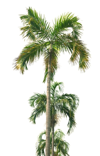 palm tree