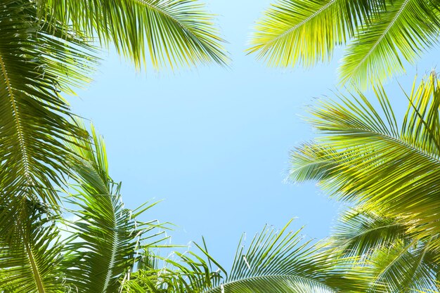 Palm Trees Against Blue Sky Background