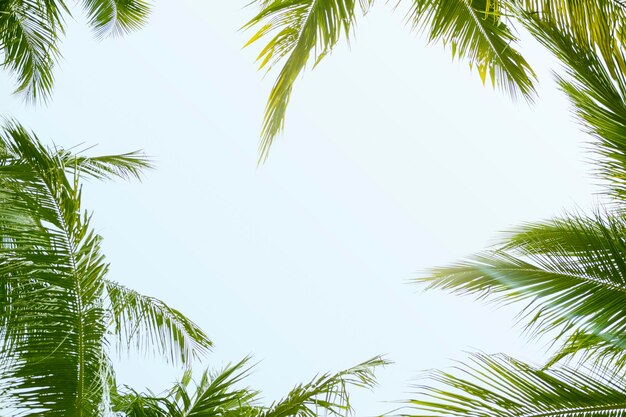 Palm Trees Against Blue Sky Background