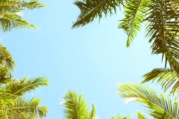 Palm Trees Against Blue Sky Background