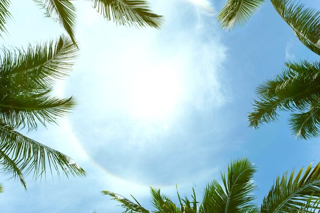 Palm Trees Against Blue Sky Background