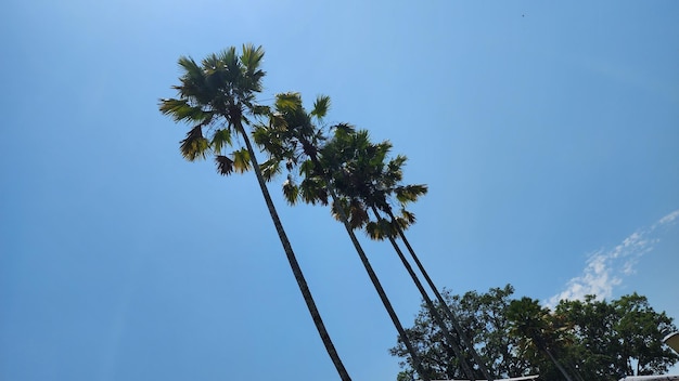 Photo palm trees against the blue sky in the city of bali indonesia