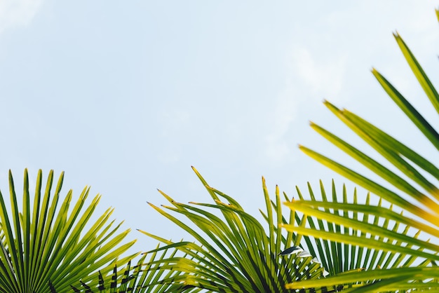 Palm trees against blue sky, Palm trees at tropical coast, vintage toned and stylized, coconut tree,summer tree ,retro