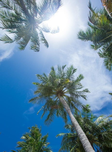 Palm trees against blue sky Palm trees at tropical coast