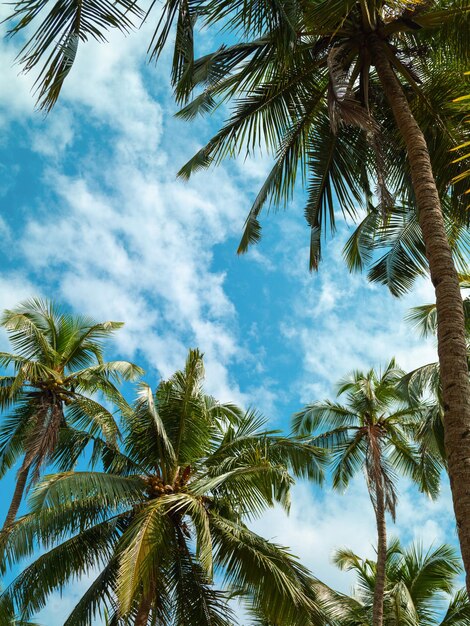 Palm trees against the blue sky with clouds