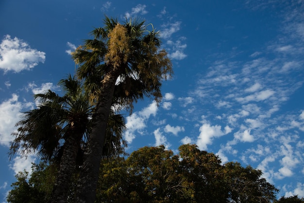 Palm trees against the sky