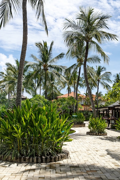 Palm trees againts sky on tropical island.