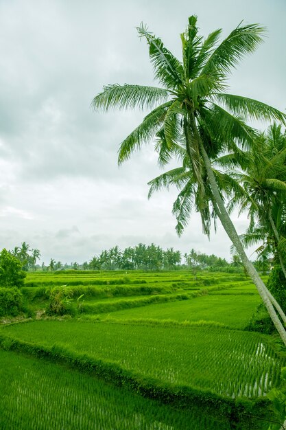 Palm trees are on the day light with blue sky as background. Rice terrace in Bali