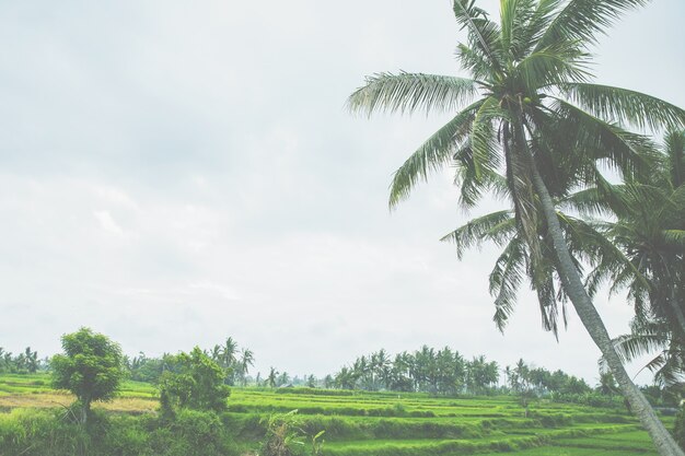 Palm trees are on the day light with blue sky as background. Rice terrace in Bali