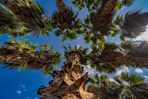 Palm trees are shown from below, with the sky in the background.