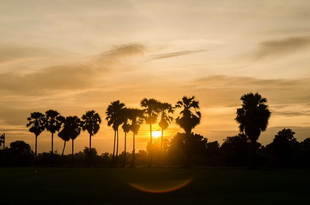 Palm trees on the background of a beautiful sunset