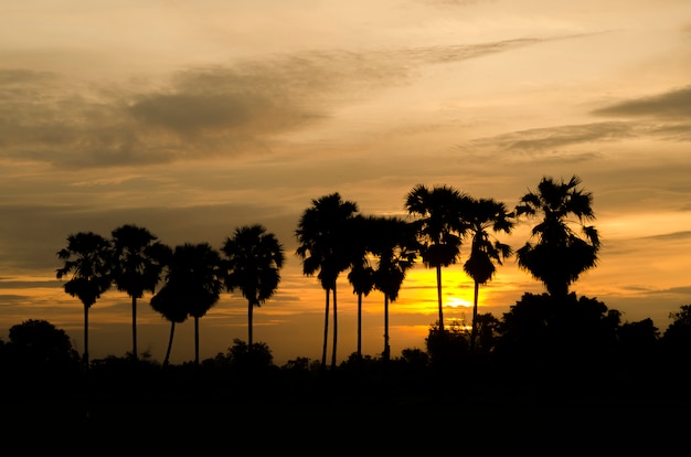 Palm trees on the background of a beautiful sunset