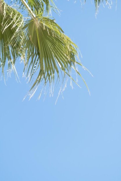 palm trees on the background on sky background