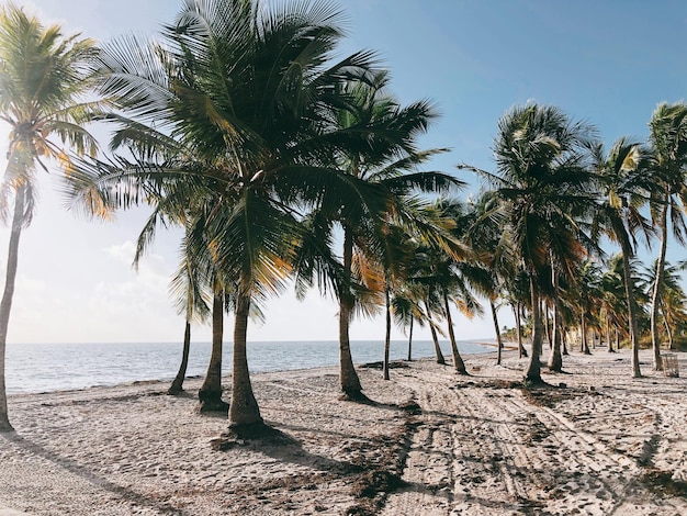 Palm trees on beach against sky