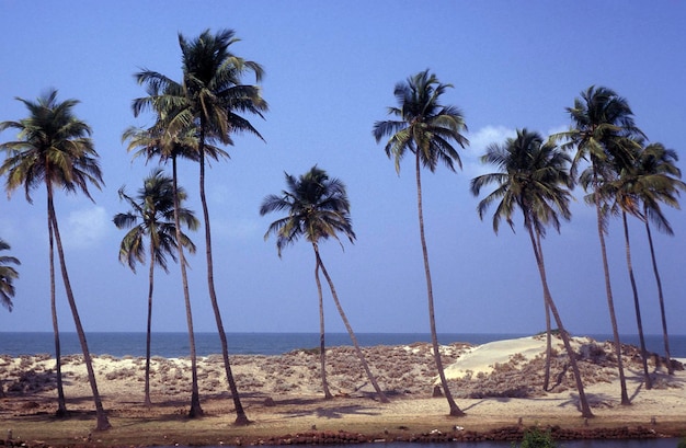 Palm trees on beach against sky