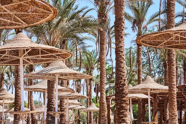 Palm trees on a beach sea. Tourist season