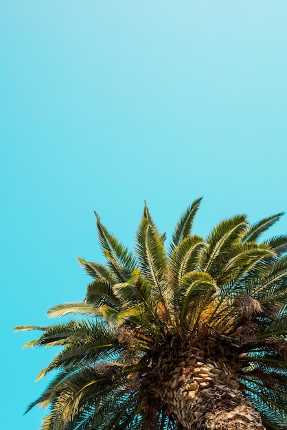 Palm trees at beach vintage post processed fashion travel summer vacation and tropical beach concept