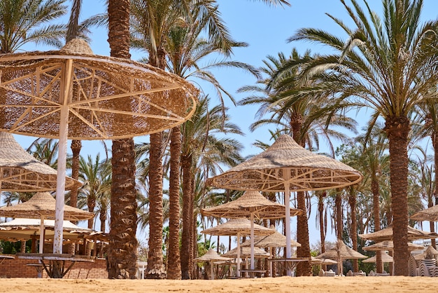 Palm trees on a beach with blue sky