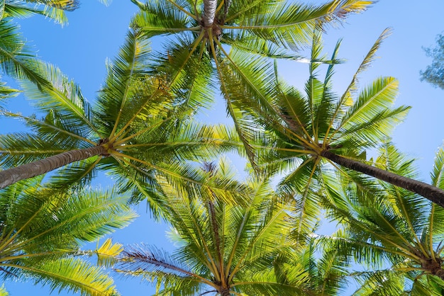 palm trees on the beach with sky background