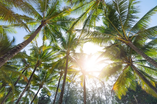 palm trees on the beach with sky background