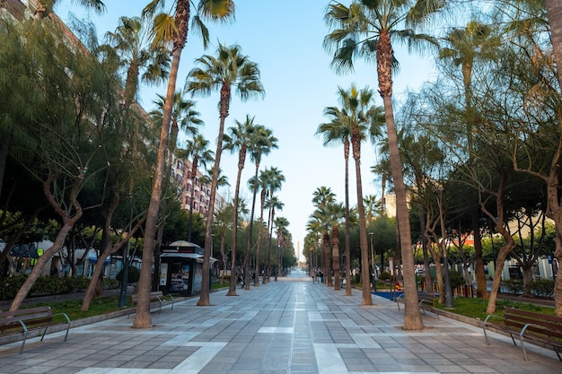 Palm trees in the Belen street of the Rambla de Almeria Andalucia Spain