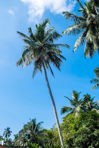 Palm trees on blue sky background with cloud