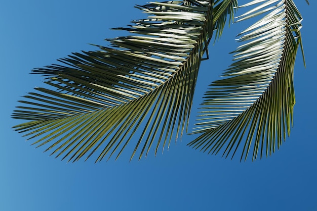 Palm trees on blue sky palm at tropical coast coconut tree with tropical palm leaves background trop...