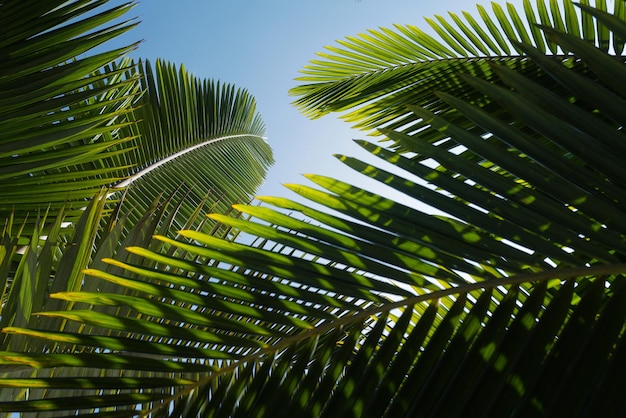 Palm trees on blue sky palm at tropical coast coconut tree with tropical palm leaves background trop...