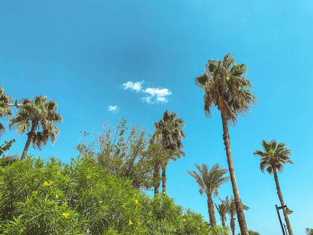 Palm trees on a blue sky with a bright sun tropical plant in hot countries palm trees with large