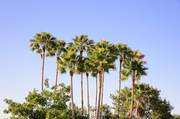 Palm trees in the blue sunny sky