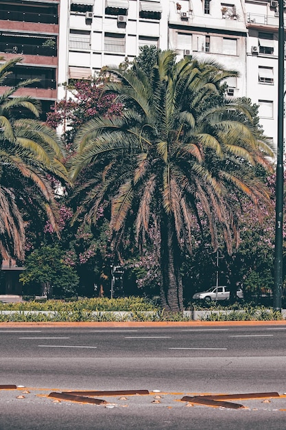 Photo palm trees by road in city