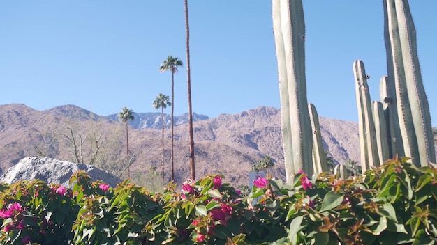 Palm trees cactus mountains california valley nature arid desert oasis flora