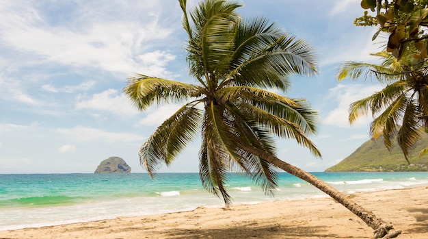 The palm trees on caribbean beach Martinique island