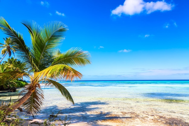 Palm trees on the caribbean tropical beach. Saona Island, Dominican Republic. Vacation travel background.