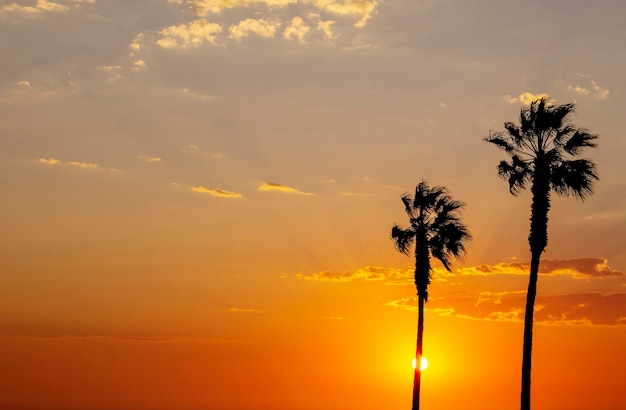 Palm trees and colorful sky with beautiful sunset