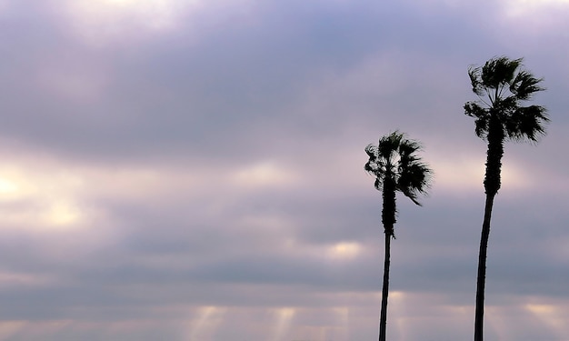 Palm trees and colorful sky with beautiful sunset